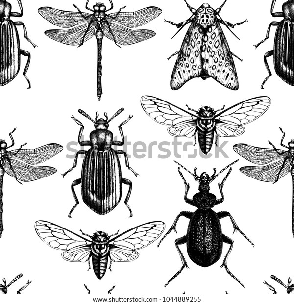 ベクター画像の背景に手描きの昆虫のイラスト 黒い蝶蝉 虫 虫 トンボの絵 昆虫学的にシームレスなパターン のベクター画像素材 ロイヤリティフリー