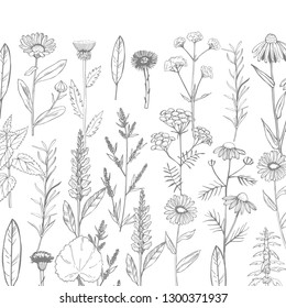 Vector background with hand drawn medicinal herbs. Sketch  illustration.