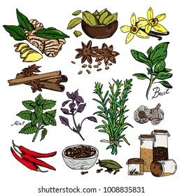 Vector background with hand drawn sketch spices. Organic and fresh spices illustration.