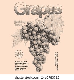 Vector background with hand drawn sketch illustration of grapes, Typography posters design. Simple pencil drawing. Print, banner, label, cover or t-shirt