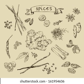Vector background with hand drawn spices on light background