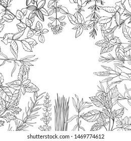  Vector background with hand drawn spicy herbs.  Sketch  illustration.
