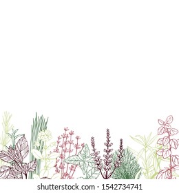  Vector background with hand drawn spicy herbs.  Sketch  illustration.
