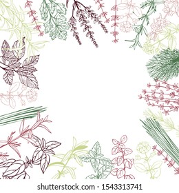  Vector background with hand drawn spicy herbs.  Sketch  illustration.