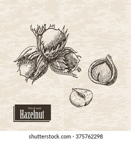 Vector background with hazelnut. Vector  illustration for your design