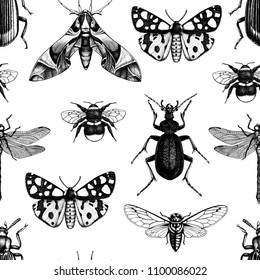 Vector background with high detailed insects illustrations. Hand drawn butterflies, beetles, cicada, bumblebee and dragonfly sketches . Vintage seamless pattern.