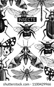 Vector background with high detailed insects illustration. Hand drawn butterflies, beetles, cicada, bumblebee sketches. Vintage entomological template
 design. 