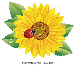vector background illustration of beautiful sunflower and ladybird