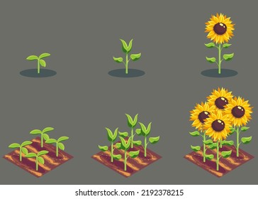 Vector background illustration sunflower growth phases for Ukrainian village. For print on demand, powerpoint and keynote presentations, magazines and newspapers, book covers.