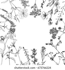 Vector background with ink drawing wild plants, herbs and flowers, monochrome botanical illustration in vintage style, floral template