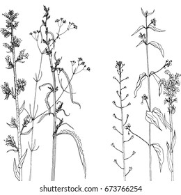 Vector background with ink drawing wild plants, herbs and flowers, monochrome botanical illustration in vintage style, floral template