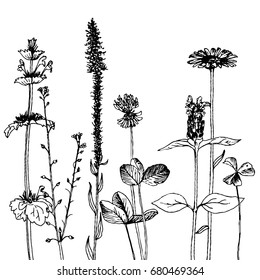 Vector background with ink drawing wild plants, herbs and flowers, monochrome botanical illustration in vintage style, floral template