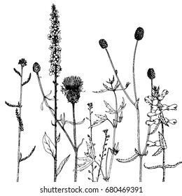 Vector background with ink drawing wild plants, herbs and flowers, monochrome botanical illustration in vintage style, floral template