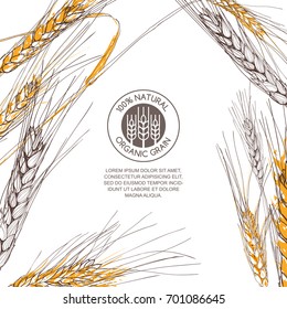 Vector background for label, package. Hand drawn sketch illustration of wheat and logo design. Concept for organic flour, harvest and agriculture, grain, cereal products, bakery, healthy food.