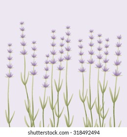 Vector background. Lavender on purple background. Eps 10.