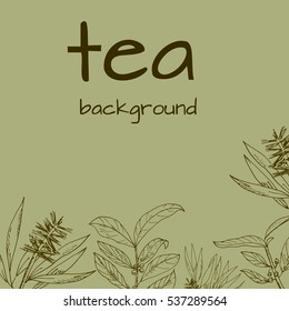 vector background with leaves of tea tree. Hand drawn