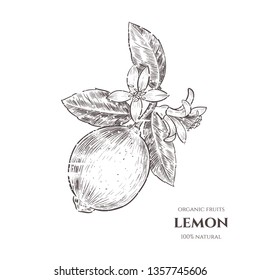 Vector background with  lemon . Hand drawn. Vintage style