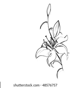 VECTOR Background with a lily
