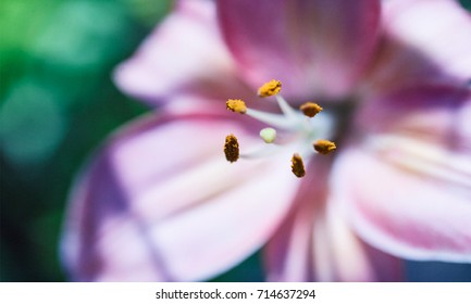 The vector background. Lily flower. Soft focus