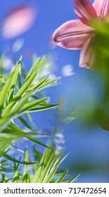 The vector background. Lily flower. Soft focus