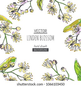 Vector background with linden blossom border on white. Hand drawn botanical texture with flowers, buds and leaves of tree in sketch style. Floral design for natural products.