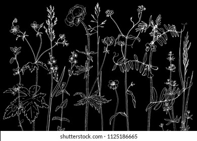 Vector background with line drawing wild plants, herbs and flowers, botanical illustration, natural floral template