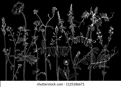 Vector background with line drawing wild plants, herbs and flowers, botanical illustration, natural floral template