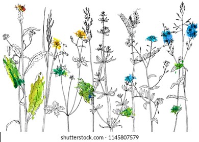 Vector background with line drawing wild plants, herbs and flowers and watercolor paint stains, botanical illustration, natural floral template