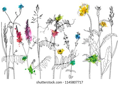 Vector background with line drawing wild plants, herbs and flowers and watercolor paint stains, botanical illustration, natural floral template