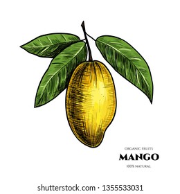 Vector background with mango. Hand drawn. Vintage style