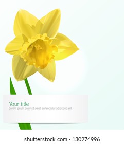 Vector background with  Narcissus flower