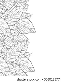 Vector background - nature foliage leaves border frame with copy space and white backdrop, black and white