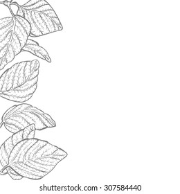 Vector background - nature foliage leaves border frame with copy space and white backdrop, black and white