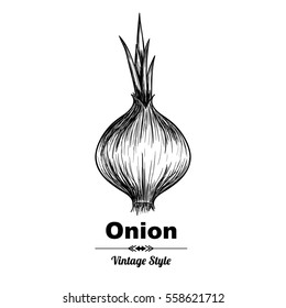 Vector background with onion  . Hand drawn. Vintage style