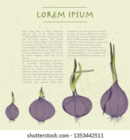 Vector background with onion square template for social media with vegetables