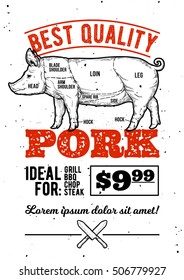 Vector background with pig