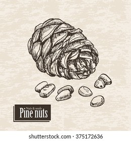 Vector background with pine nuts. Vector  illustration for your design