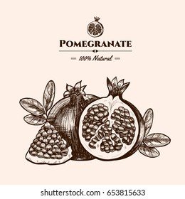 Vector background with pomegranate. Hand drawn. Vintage style