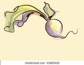 vector background with radishes.Background for menu design, food products