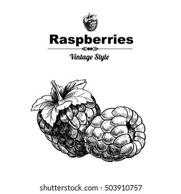 Vector background with  raspberries . Hand drawn. Vintage style