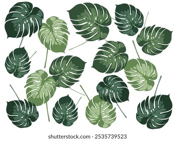 Vector background with realistic green exotic monstera leaves isolated on white background