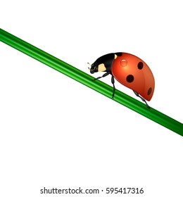 Vector background with realistic ladybug insect on white. EPS10.