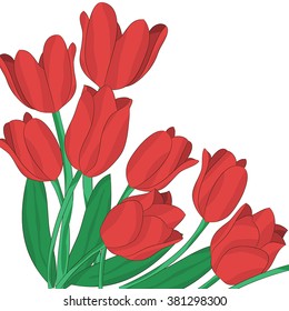 Vector background with red tulips. March 8, flowers, holiday. White background