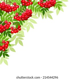 Vector background with rowan branches with green leaves and berries.