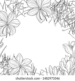 Vector background with saffron spice. Hand drawn sketch illustration