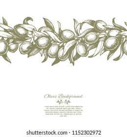 Vector background with seamless border graphic classic illustration of a branch olive tree, leaves, olives and place for text.
