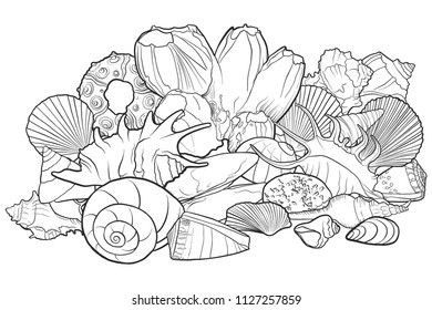 vector background with seashells , hand drawn illustration, sea composition
