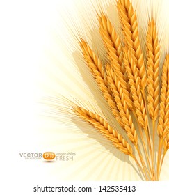 vector background with a sheaf of golden wheat ears