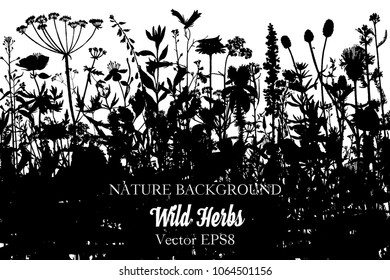 Vector background with silhouette of wild plants, herbs and flowers, botanical illustration, natural floral template