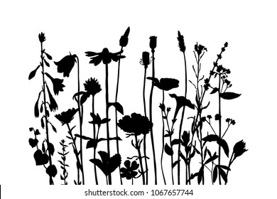 Vector background with silhouette of wild plants, herbs and flowers, botanical illustration, natural floral template